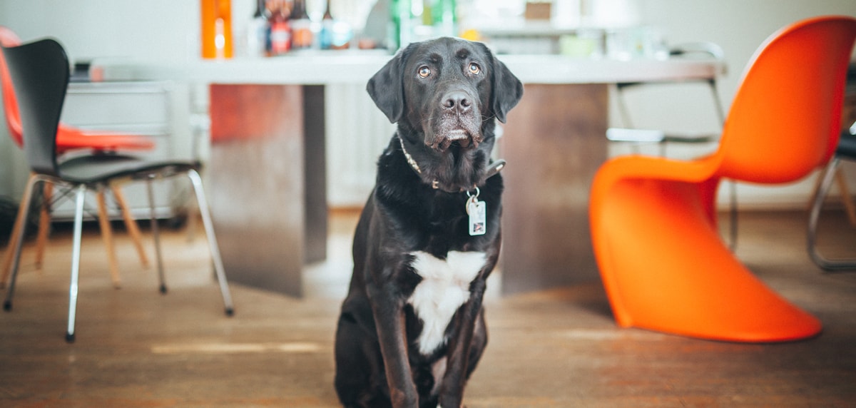 Studiohund bei Cineteam Mediaworks
